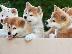 PoulaTo: Akita INU καθαρόαιμα